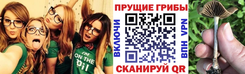 МЕГА как зайти Хасавюрт Псилоцибиновые грибы Magic Shrooms