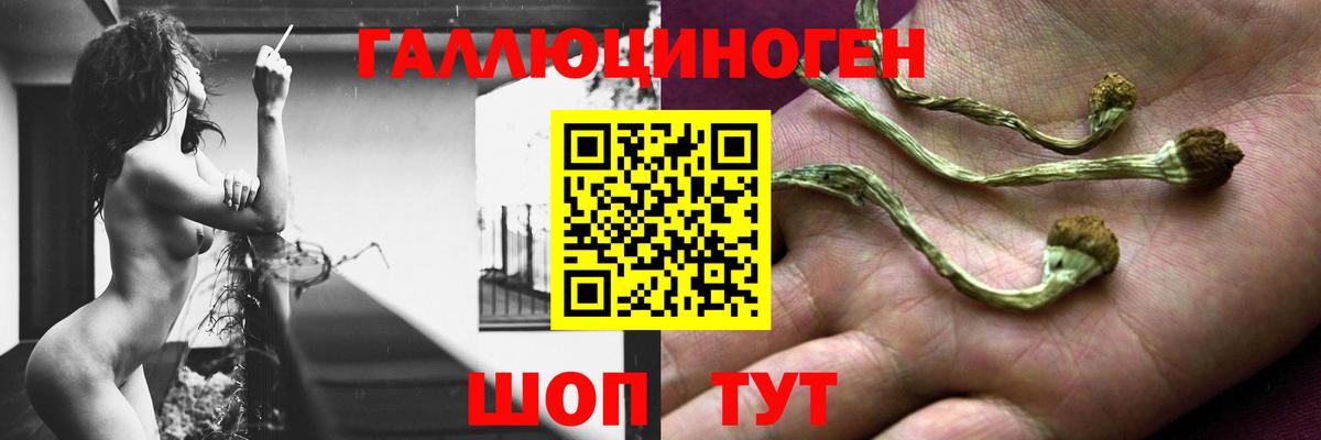Псилоцибиновые грибы GOLDEN TEACHER Хасавюрт